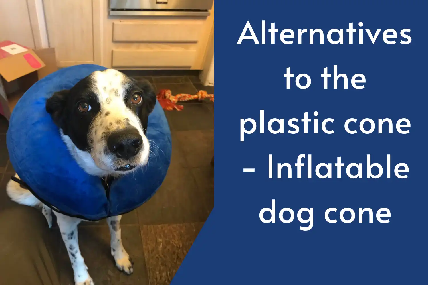 How Long Does Dog Wear Cone after Neuter? - Alternatives to the plastic cone - Inflatable dog cone