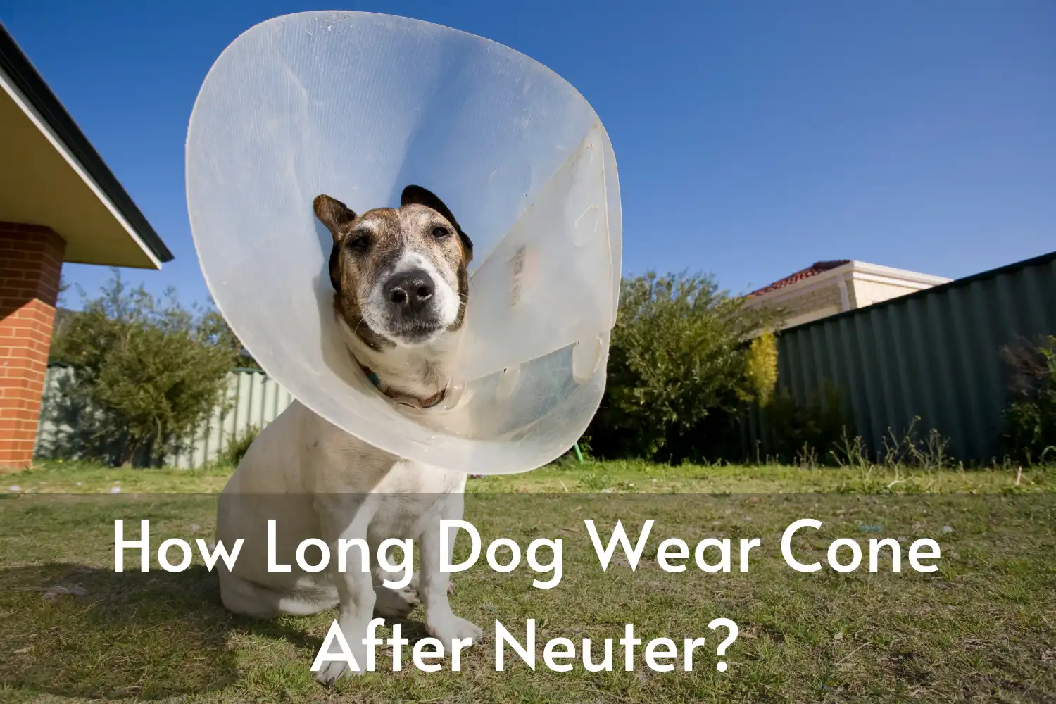 How Long Does Dog Wear Cone After Neuter?