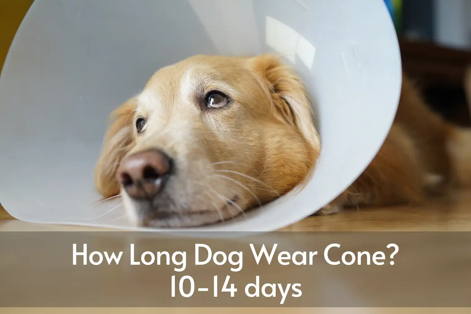 How Long Dog Wear Cone? 10-14 days