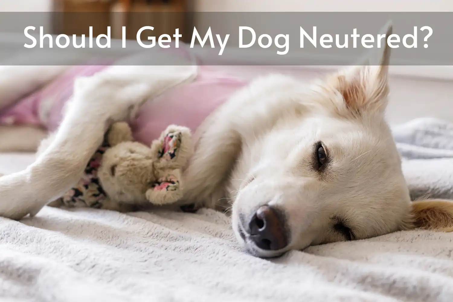 How Long Does Dog Wear Cone after Neuter? - Should I Get My Dog Neutered?