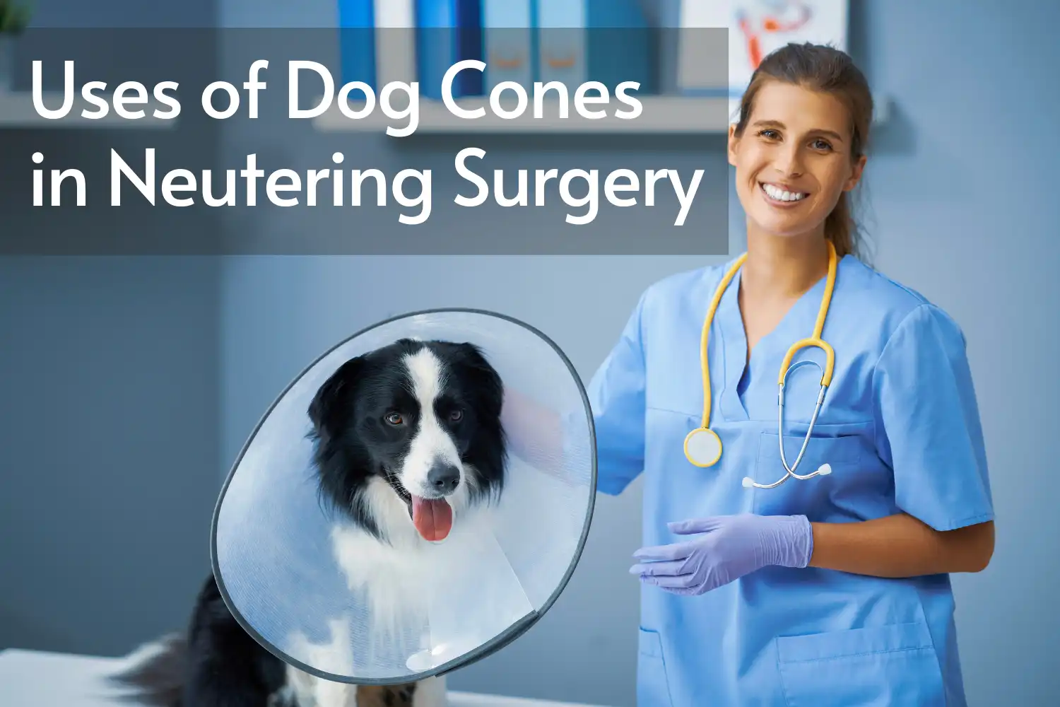 How Long Does Dog Wear Cone after Neuter? - Uses of Dog Cones in Neutering Surgery