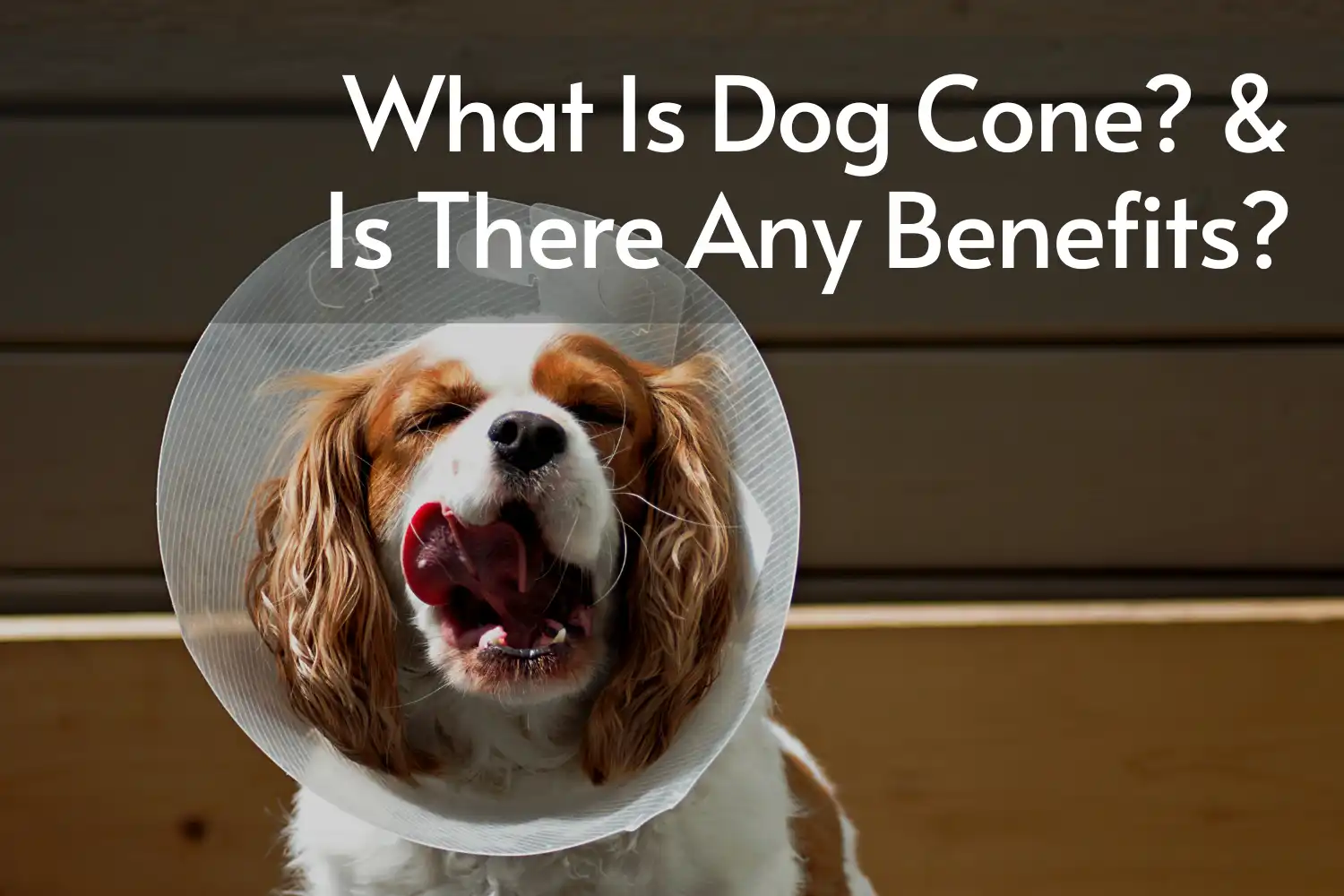 How Long Does Dog Wear Cone after Neuter? - What Is Dog Cone? & Is There Any Benefits?