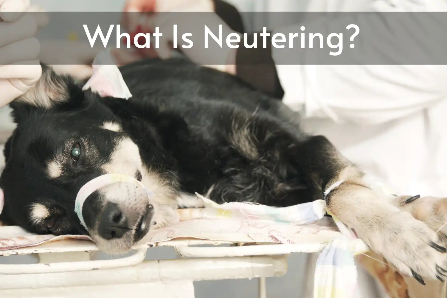 How Long Does Dog Wear Cone after Neuter? - What Is Neutering?