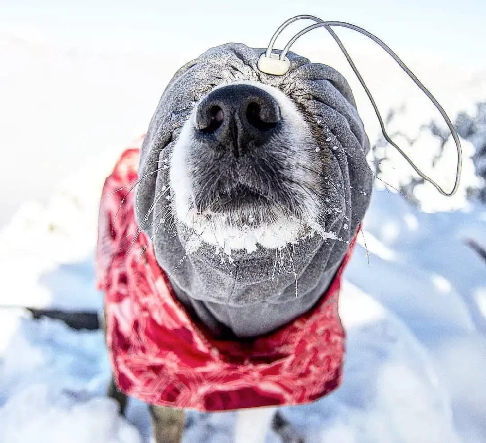 High Collar Winter Warm Dog Snowsuit