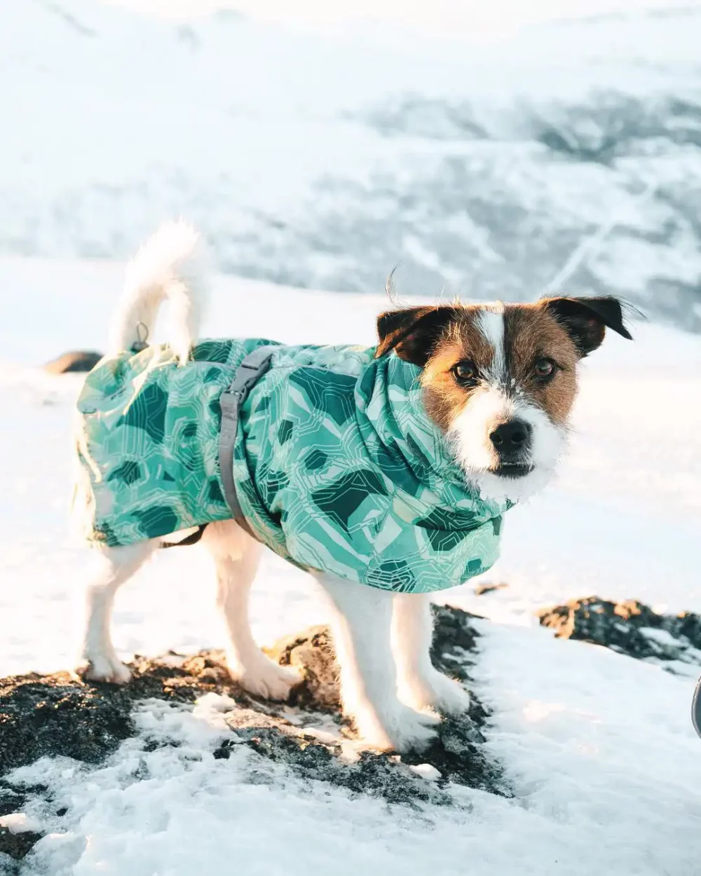 High Collar Winter Warm Dog Snowsuit